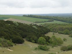 Kingley Vale Nature Reserve, West Sussex