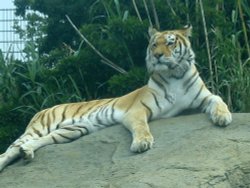 Isle of Wight Zoo, Sandown, Isle of Wight