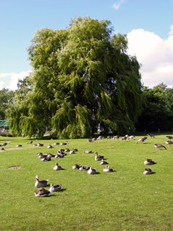 Horning, Norfolk