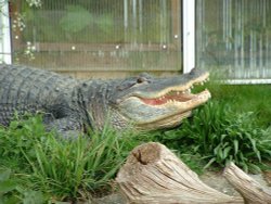 A Crocodile at Thrigby Hall, Norfolk