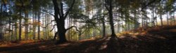 Autumn Panorama, Cannock Chase Wallpaper