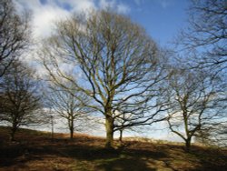 Beacon Hill Country Park, Leicestershire Wallpaper