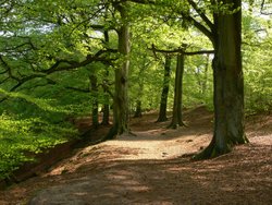 Walk Thro' the Trees