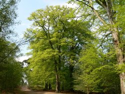 Alderley Edge, Cheshire
