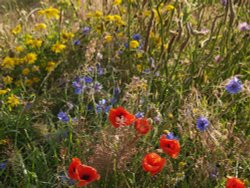 Border of wild flowers, Hillesden, nr. Buckingham Wallpaper