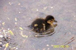 Finchingfield, Essex Wallpaper