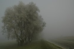 Freezing Fog at Fen Lane, North Hykeham Wallpaper