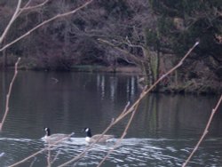 The Lake at Elvaston Castle