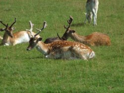 Bradgate Park, Leicester Wallpaper
