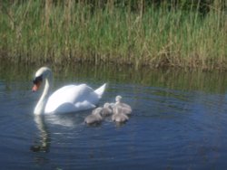 Family day out on Grantham Canal at Gamston Wallpaper