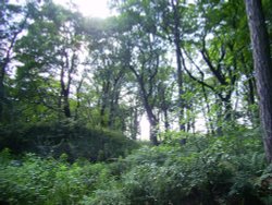 Grin Low Wood, Buxton Wallpaper