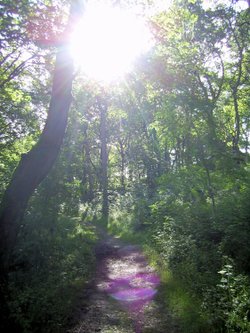 The Sun Breaking Through Grin Low Wood