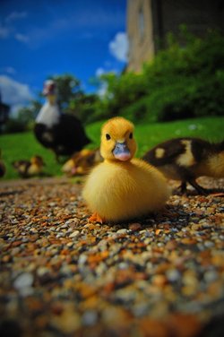Chick, Ely, Cambridgeshire