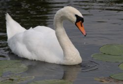 A swan (obviously), Stowe Park, near Buckingham Wallpaper