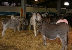 The stable
