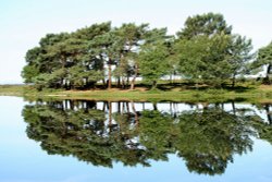 Hatchet Pond in the New Forest Wallpaper