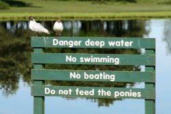 Hatchet Pond in the New Forest Wallpaper