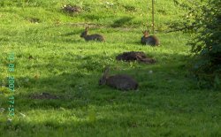 Rabbits in New Ollerton, Nottinghamshire Wallpaper