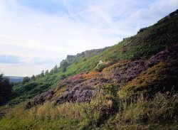 Heather bank near Calver Rocks Derbyshire