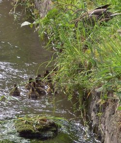 Chesterfield Canal and baby Ducks, Scofton, Nottinghamshire