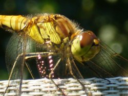 Basking in the sun in Lowestoft, Suffolk Wallpaper