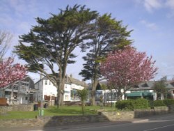Spring blossom, Bude, Cornwall