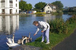 Swans on Bude canal, Cornwall