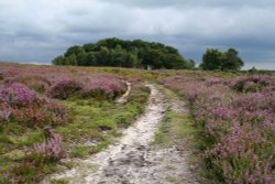 New Forest Wallpaper