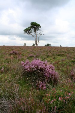 New Forest