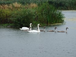 Cossington Meadows, Leicestershire Wallpaper