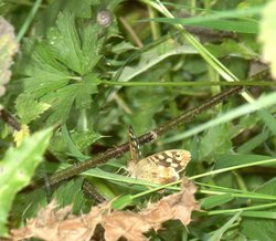 Speckled Wood Butterfly, Thorne, South Yorkshire Wallpaper