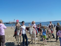 Scarbourough Donkies, North Yorkshire Wallpaper