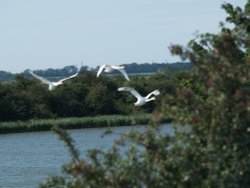 Swans in Flight, New Holland, Lincolnshire Wallpaper