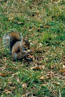 A Squirrel at Kew Gardens, Greater London