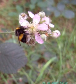 Bumblebee