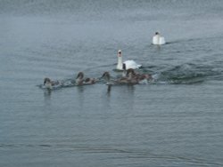 Waters Edge Country Park, Barton upon Humber, Lincolnshire Wallpaper