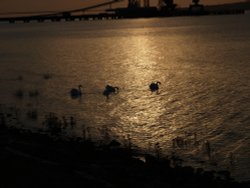 Swans at Sunset Wallpaper