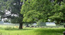 Scofton village Wallpaper