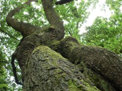 An oak in Brocton Coppice, Cannock Chase, Staffordshire