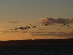 Swans in Flight Wallpaper
