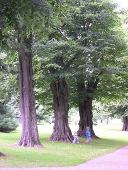 Escape for a day out at Nymans Garden