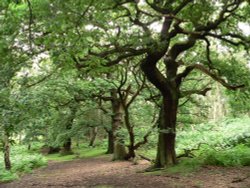 Brocton Coppice, Cannock Chase Country Park, Cannock, Staffordshire