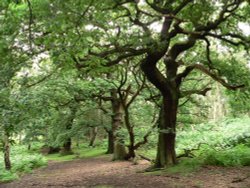 Brocton Coppice, Cannock Chase Country Park, Cannock, Staffordshire
