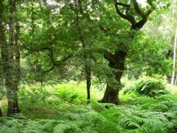 The magic of the ancient forest at Cannock Chase Country Park, Cannock, Staffordshire