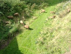 Arundel Castle, Arundel, West Sussex Wallpaper