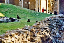 The Ravens at The Tower of London Wallpaper
