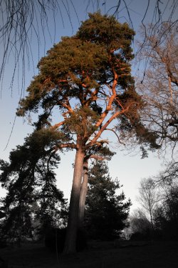 TREES