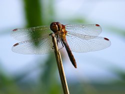 A Dragonfly at Ludham, Norfolk. Wallpaper