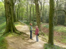 Walk in the woods Wallpaper