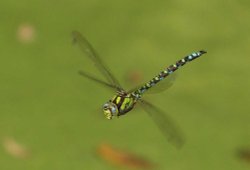 Dragonfly in flight, near Hillesden, Buckinghamshire